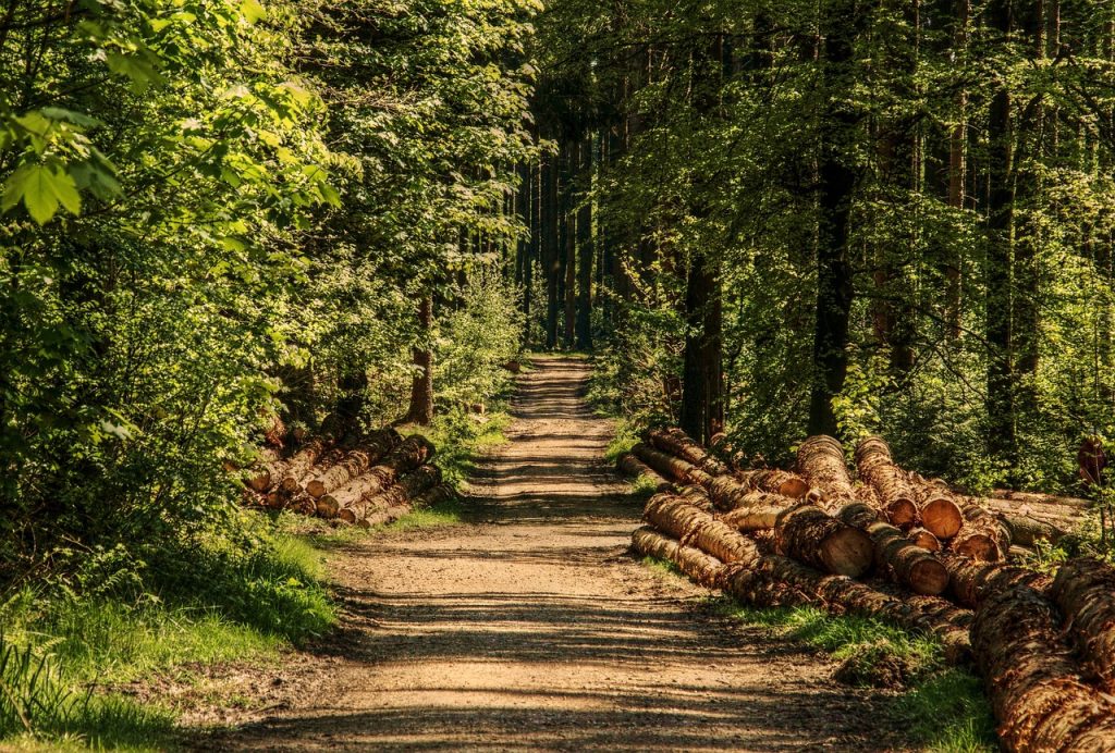 trees, forest, forest path-3410836.jpg