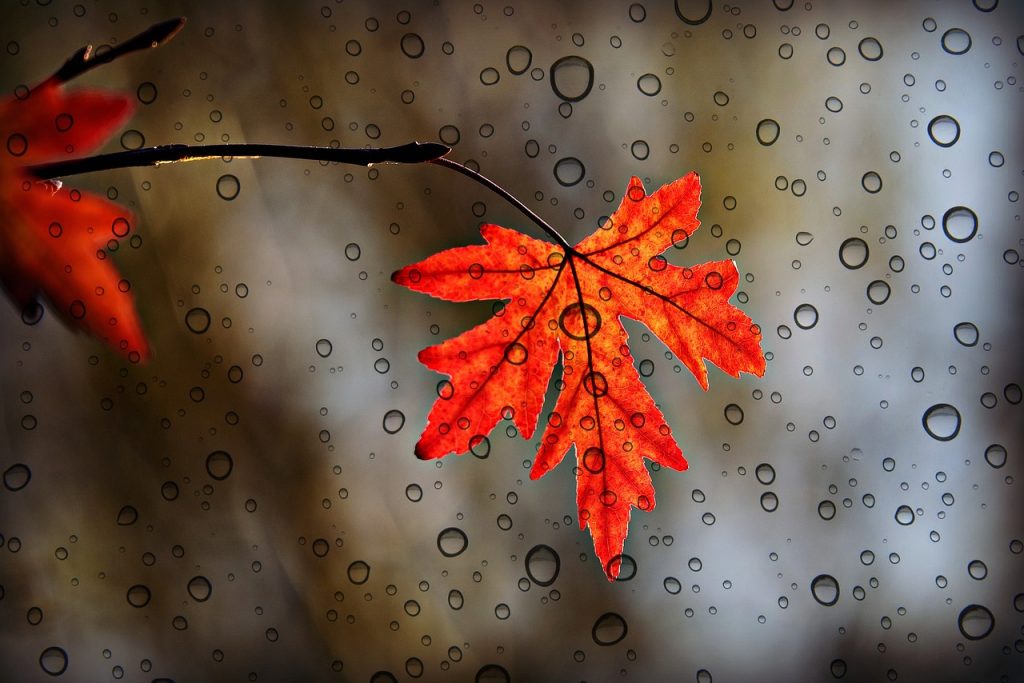 leaf, maple, autumn