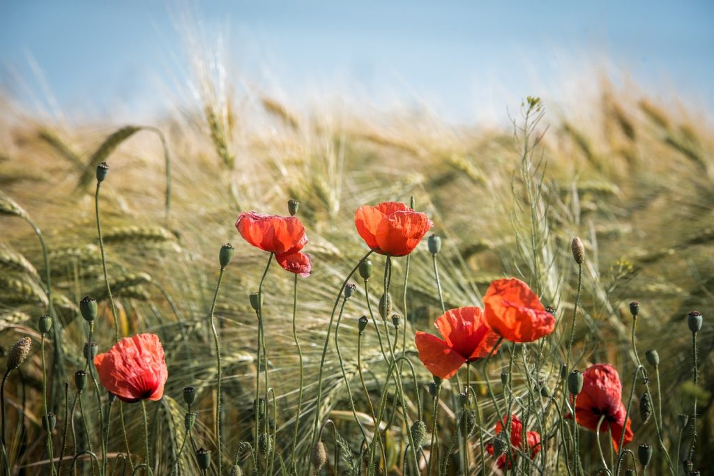 summer, field, nature